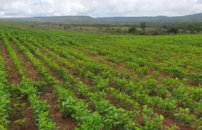 Fazenda com 146 alqueires dupla aptidão no município de uruaçu - go