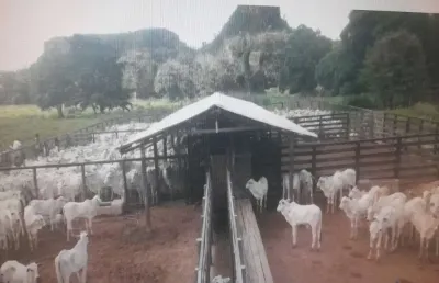 Fazenda com 1.998 alqueires dupla aptidão no município de campos lindos - to