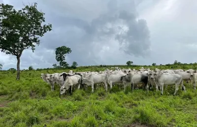 Fazenda 412 alqueires  montada para pecuária no município de cristalândia-to