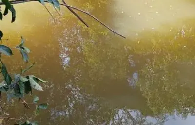 Fazenda com 160 alqueires de dupla aptidão em rio sono-to