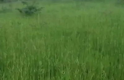 Fazenda para pecuária com 106 alqueires em uruaçu-go