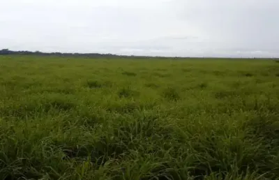 Fazenda com 156 alqueires dupla aptidão no município de fortaleza do tabocão - to