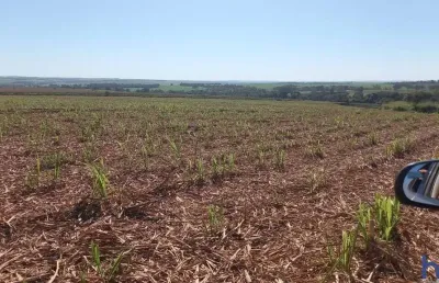 Fazenda com 50 alqueires de dupla aptidão com cana arrendada em conceição das alagoas-mg