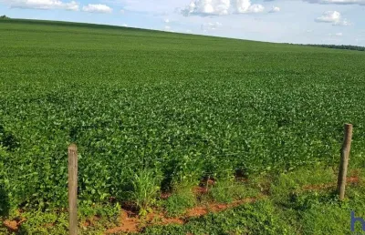 Fazenda com 330 alqueires paulistas de dupla aptidão em costa rica-ms