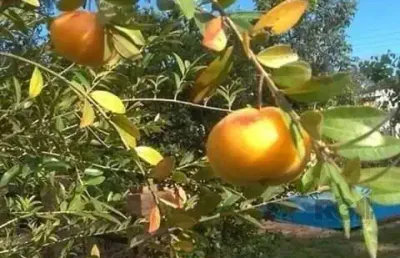 Casa em condomínio 2 dormitórios à venda águas claras viamão/rs