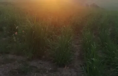 Chácara / sítio à venda na Rua 7 de Setembro, 100, Zona Rural, Saltinho