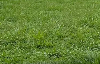 Terreno à venda no Quintas de São José, Ribeirão Preto 