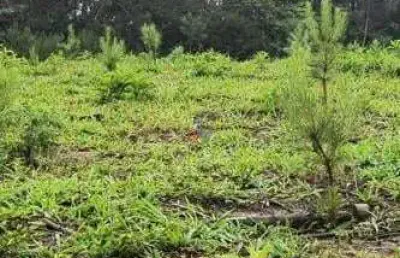 Fazenda / sítio para venda em três córregos de 411400.00m² com 1 quarto