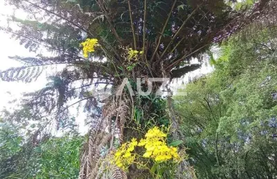 Chácara dos sonhos em rodeiozinho, balsa nova - um paraíso frutífero!
