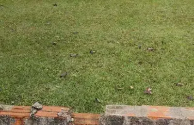 Terreno em condomínio fechado à venda na Rua Vidal de Araújo, Jardim Portal da Primavera, Sorocaba