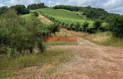 Exuberante lavoura de uva!!!  com 12 hectares de uva produzindo!!!