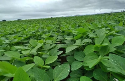 Fazenda em niquelândia/ go - excelente oportunidade!