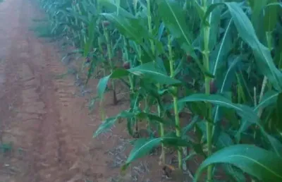 Fazenda à venda no Centro, Peixoto de Azevedo 