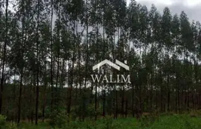 **?? fazenda com 240 hectares, eucalipto e silvo-pastoril – às margens do asfalto em curvelo, mg! ??**