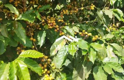 ??? fazenda de café à venda – 70 alqueires paulista – sul de minas – r$ 15,5 milhões