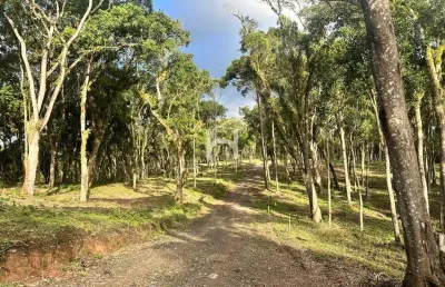 Chácara / sítio à venda na bosque bateias, bateias de baixo, campo alegre por r$ 700.793