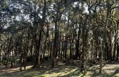 Terreno à venda, 952 m² por r$ 750.000 - bosque sinoserra - canela/rs