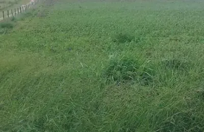Chácara à venda com 20.000m2. roças novas - caeté-mg em condomínio fechado
