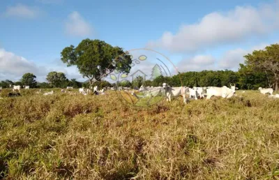 Fazenda de 1.000 alqueires a venda em tocantins! fa00134