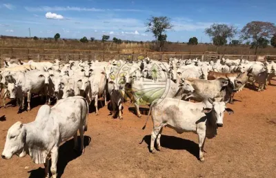 Excelente fazenda de 13.958 hectares sendo porteira fechada em goiás! fa00097
