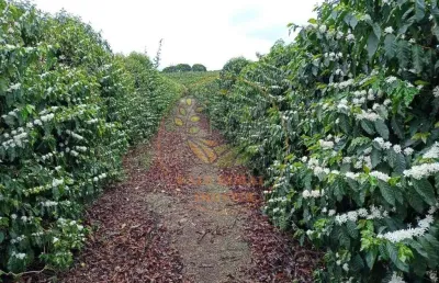 Fazenda de café com 239 hectares de área na região de lavras - mg  fa00210