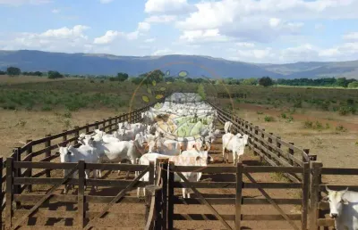 Excelente! fazenda de dupla aptidão em flores de goiás - go  fa00227