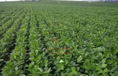 Fazenda 1.238 hectares na região de capitólio em minas gerais!  fa00246