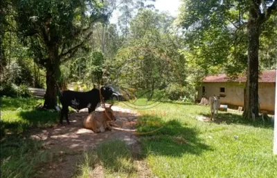 Fazenda de 29 alqueires com plantação de eucalipto em caçapava - sp  fa00288