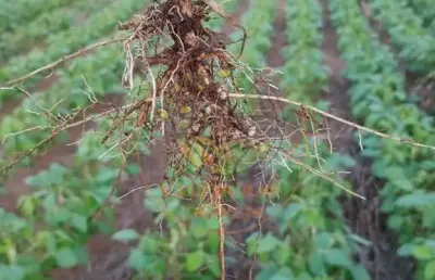 Fazenda à venda na região de  palmas tocantins-to  excelente oportunidade para agronegócio fa00332