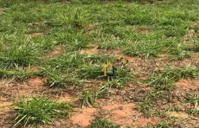 Terreno à venda, 220 m² por r$ 85.000 - menezes 5 - bady bassitt/sp