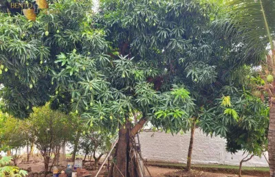 Terreno à venda, 360 m² por r$ 300.000,00 - ribeirão da ponte - cuiabá/mt