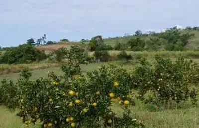 Sítio para venda em araruama, são vicente de paula, 3 dormitórios, 1 banheiro