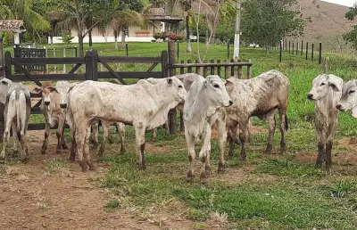 Fazenda de 18,5 alqueires a 20 km de gov. valadares