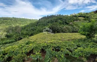 Chácara / sítio com 1 quarto à venda na Joaquim Toniollo, 111, São Vendelino, Bento Gonçalves