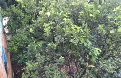 Terreno à venda na Rua Marcos Nardon, 173, Fenavinho, Bento Gonçalves