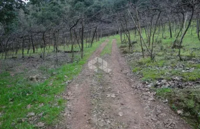 Chácara / sítio à venda na Linha Santa Lúcia, 1, Vale dos Vinhedos (Distrito), Bento Gonçalves
