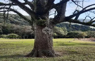 Chácara / sítio com 2 quartos à venda na Rst 431, 11, Linha Alcântara, Bento Gonçalves