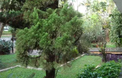 Alto de pinheiros sobrado ao lado da praça panamericana
