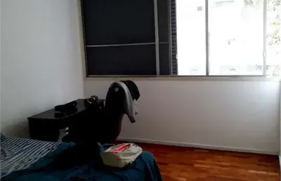 Apartamento-são paulo-jardim américa | ref.: reo532486