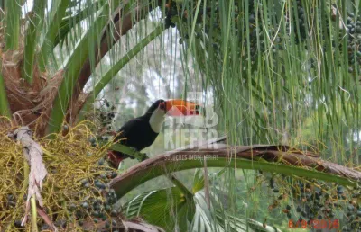Chácara / sítio com 7 quartos à venda na Estrada Chibante, 891, Muriqui, Niterói