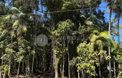 Terreno amplo em região arborizada à venda, ouro fino, paranagua - pr
