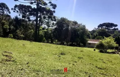 Chácara / sítio com 2 quartos à venda na Rua Nilo Pissaia, Campina do Taquaral, São José dos Pinhais