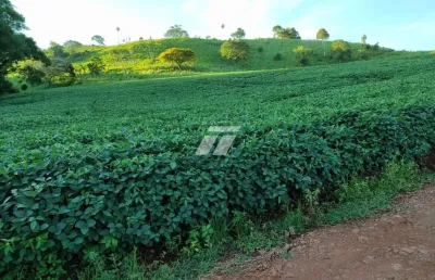 Fazendinha com 199 hectares, dupla aptidão, haá60 km de cascavel