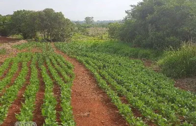 Chácara / sítio à venda na estrada josé gregório, enxovia, tatuí por r$ 295.000