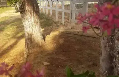 Chácara / sítio com 2 quartos à venda na vicinal, 1020, centro, riversul por r$ 480.000