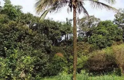 Bairro do poste - potencial para investidor - terreno com 16.000 m²