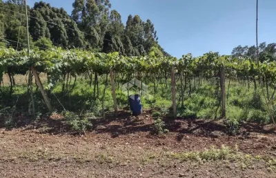 Sítio com 41.584,40 m² e vista panorâmica no alto de picada café - serra gaúcha