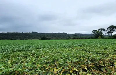 Chácara / sítio à venda na Rua Bernardo Guimarães, Colônia Dona LuÍza, Ponta Grossa