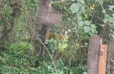 À venda - terreno negócio de ocasião no pegorelli -  caraguatatuba/sp
