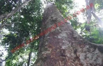 Fazenda à venda na Zona Rural, Feijó 